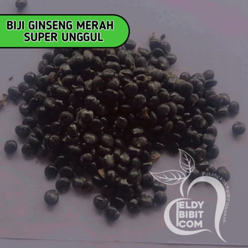 Bibit Ginseng merah Korea (super original)