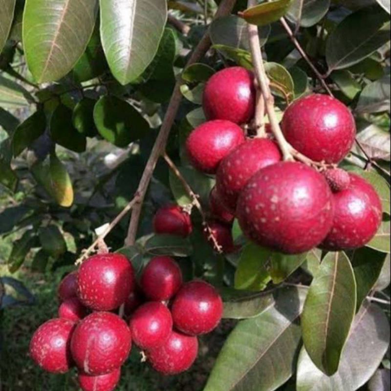 bibit kelengkeng merah unggul