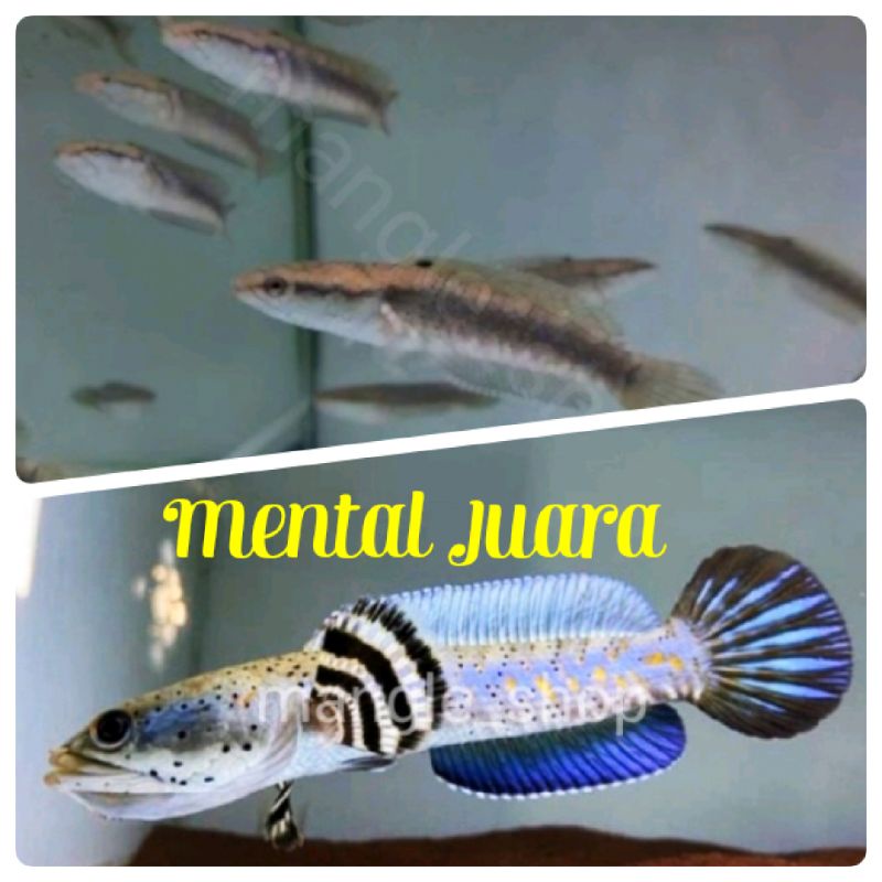 Chana Blue pulchra 8-10cm