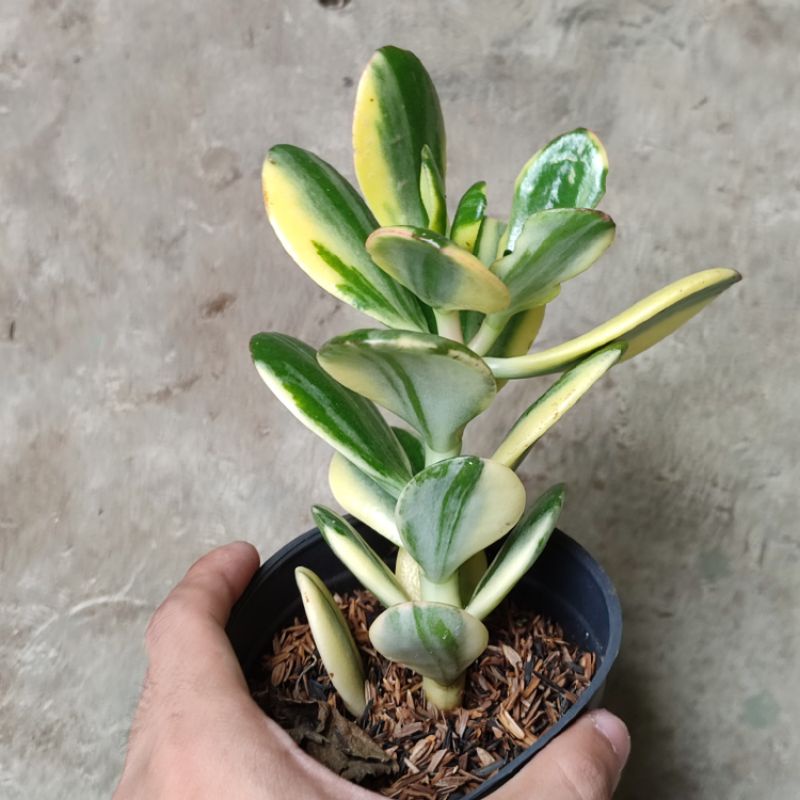 Sukulen Jade Plant varigata medium