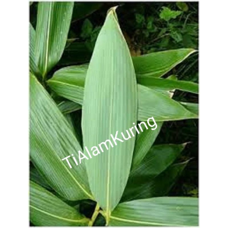 

Daun Bambu segar Bungkus Bacang/ Bakcang dan herbal