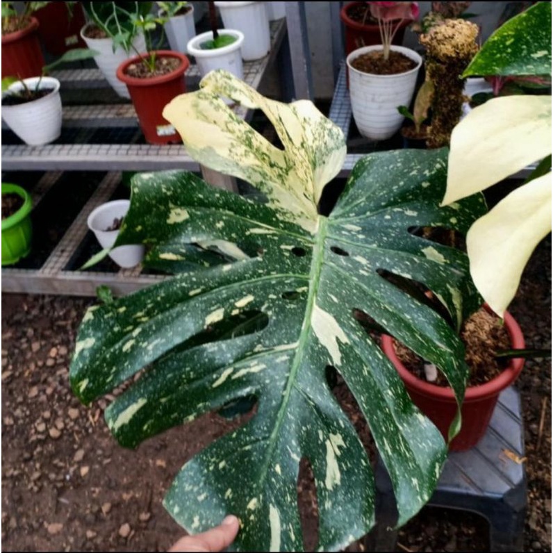Monthai monstera