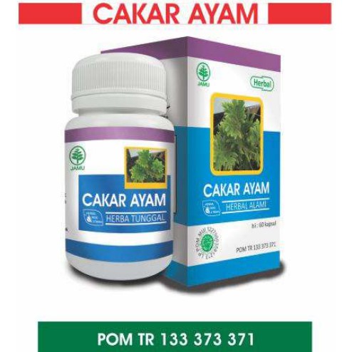 

Cakar Ayam Obat ISPA Amandel Hepatitis Infeksi Saluran Kencing Herbal Indo Utama