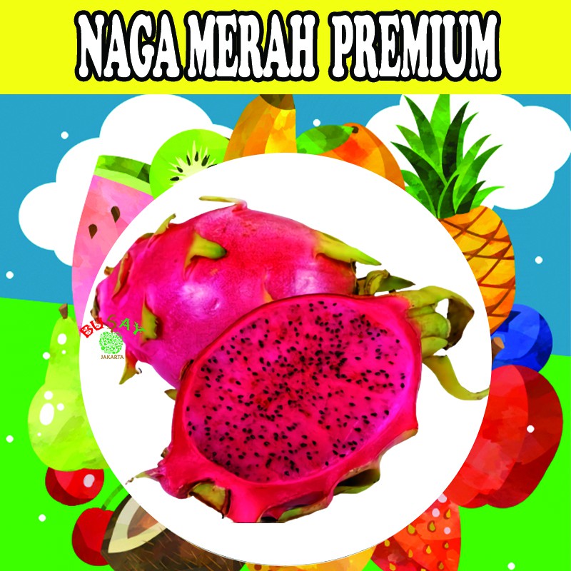 

BUAH NAGA MERAH PREMIUM BUAH SEGAR 900-1Kg