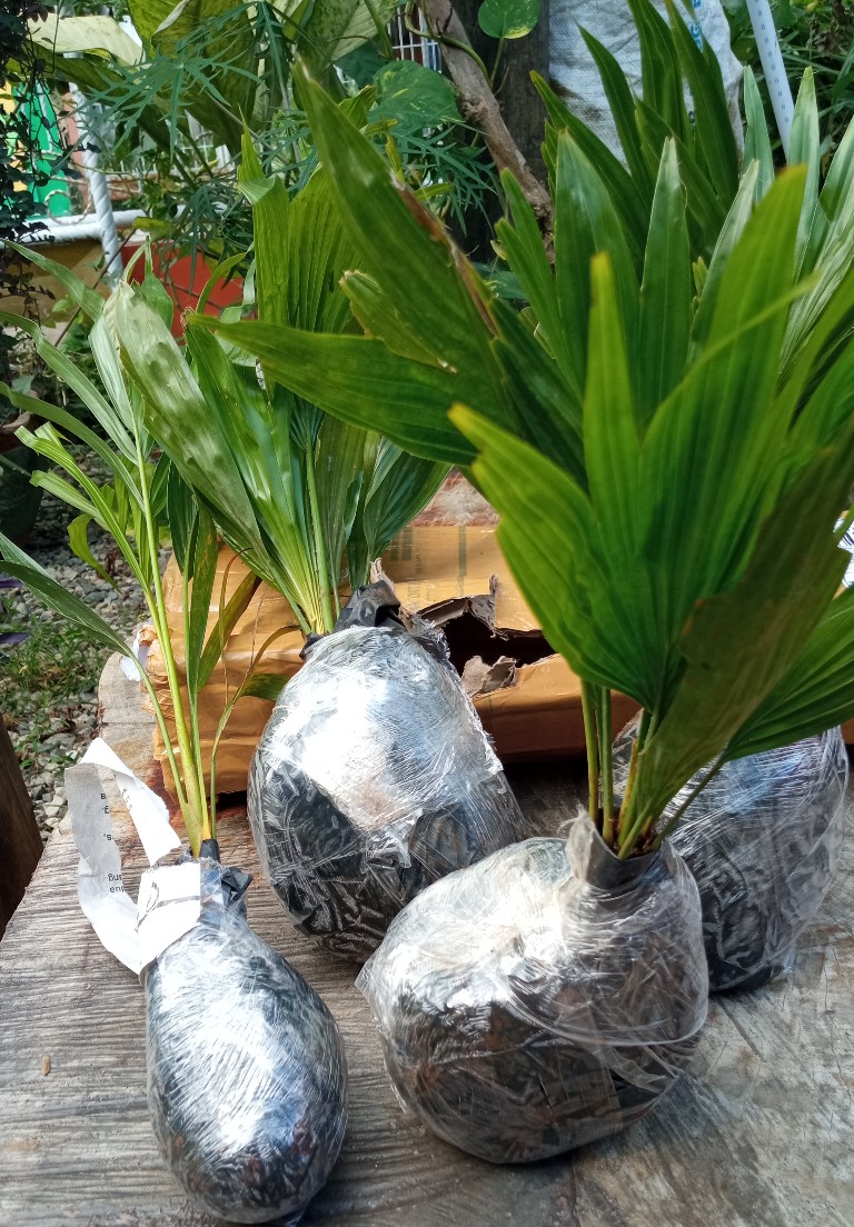 Tanaman Hias Indoor Palem Kuning Tunggi 50cm - Palm Kuning