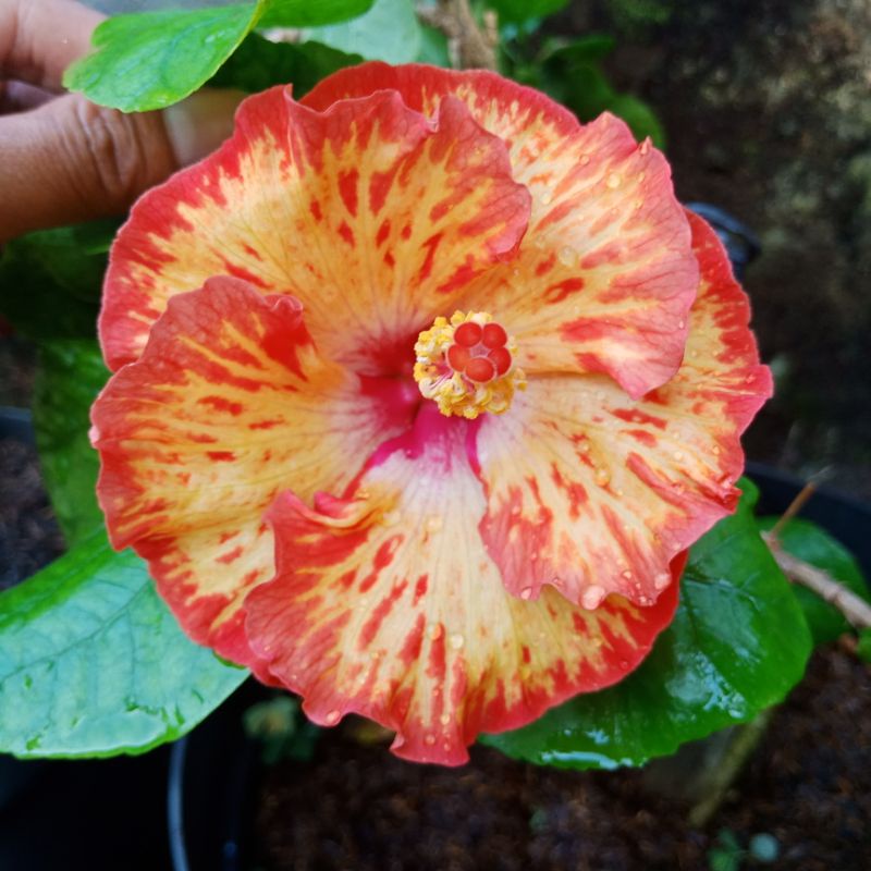 Tanaman hias bunga sepatu hidup Orange Mosaic - bunga hibiscus bangkok import