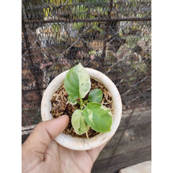 homalomena sp varigata bibit