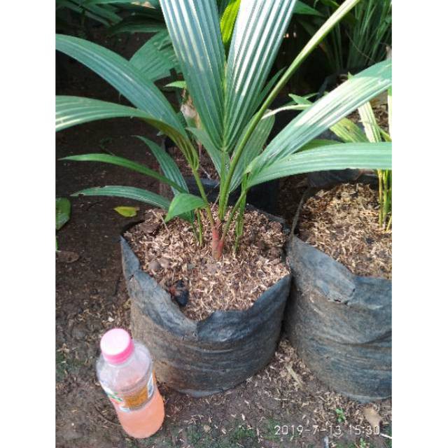 Bibit Palem Merah Pohon Palm Merah Palem Batang Merah Pohon Pelam Merah