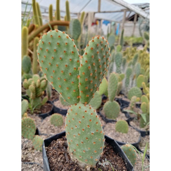 Kaktus Mickey merah jumbo/kaktus ownroot/kaktus murah/tanaman hias