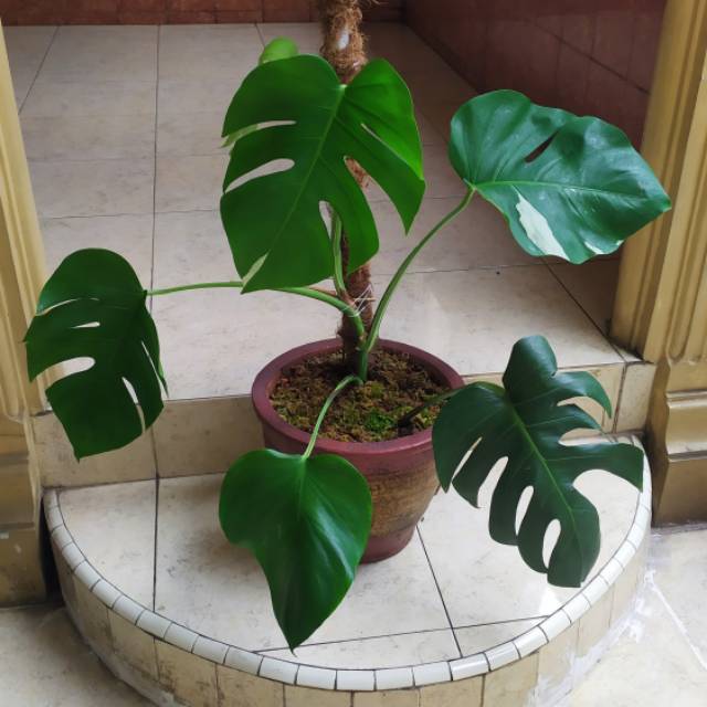 monstera varigata king deliciosa