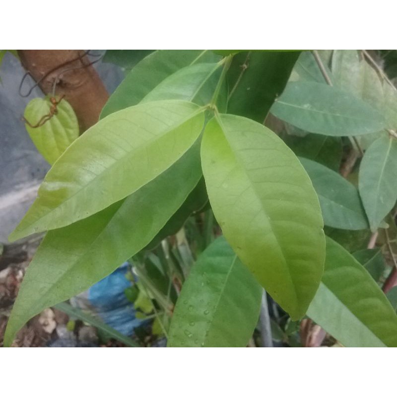 

DAUN SALAM SEGAR_/ FESH BAY LEAFS 1 KG GRAM