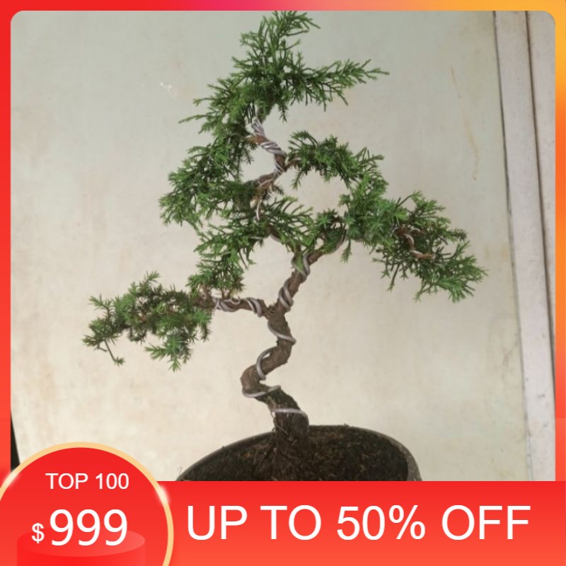 bonsai Cemara duri ukuran small