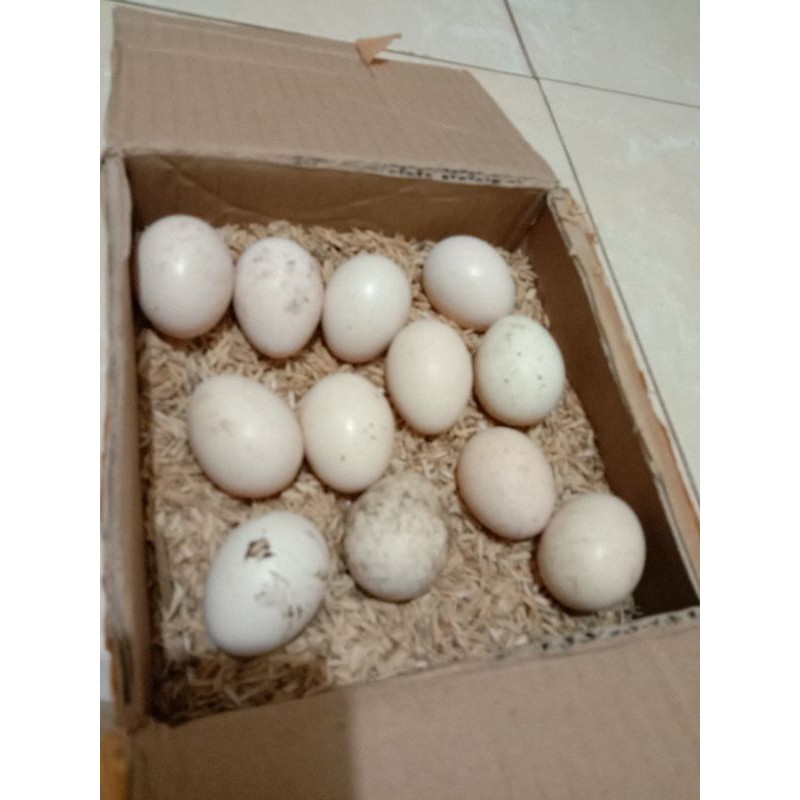 Telur Ayam Cemani Lidah Hitam Asli Siap Untuk Ditetaskan