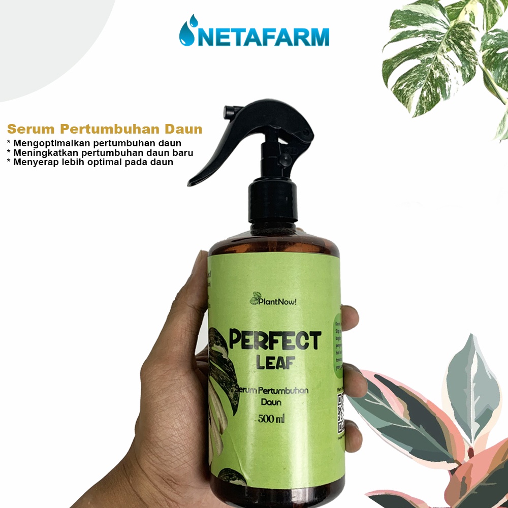 Serum Perfect Leaf untuk Pertumbuhan Daun 500ml - 1pcs