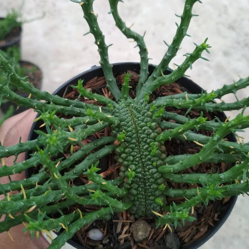 euphorbia caput medusa cristata KAKTUS SUKULEN TANAMAN HIAS