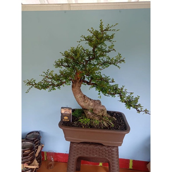 ulmus mikro,(bonggol besar.)