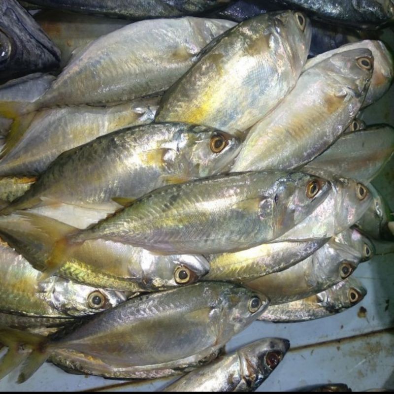 

Ikan segar kembung banjar 1kg