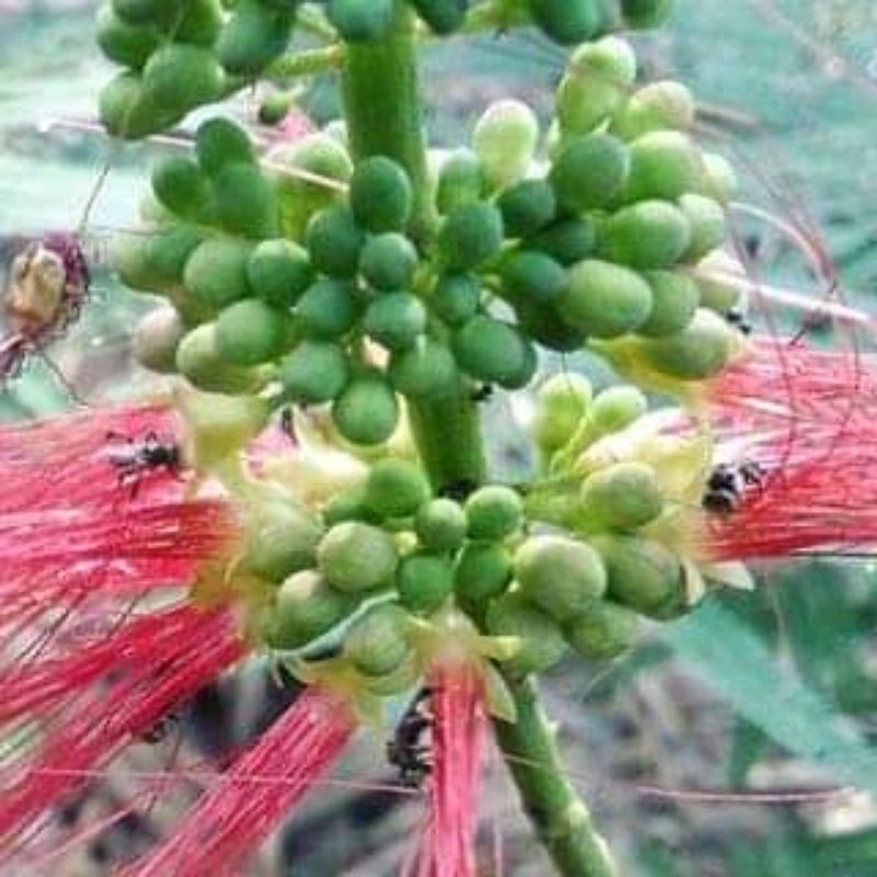 

biji Kaliandra vegetasi lebah