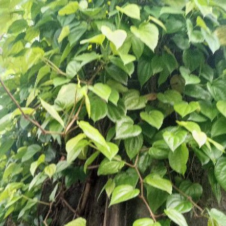 

daun sirih