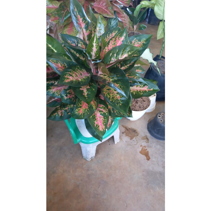 AGLONEMA KOCIN BATIK RUMPUN 13