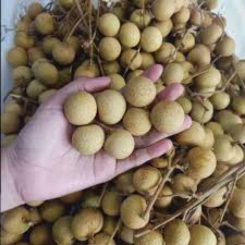

Klengkeng manis frees _ 500gr