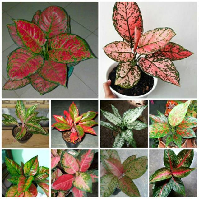 Paket 10 jenis bunga aglonema murah