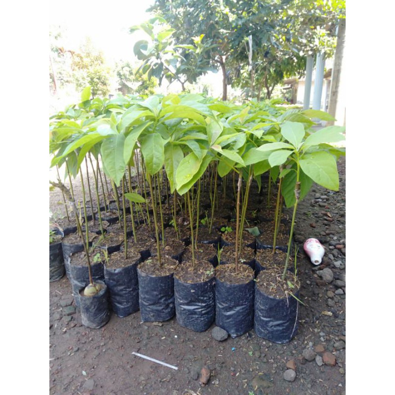 alpukat Aligator jumbo