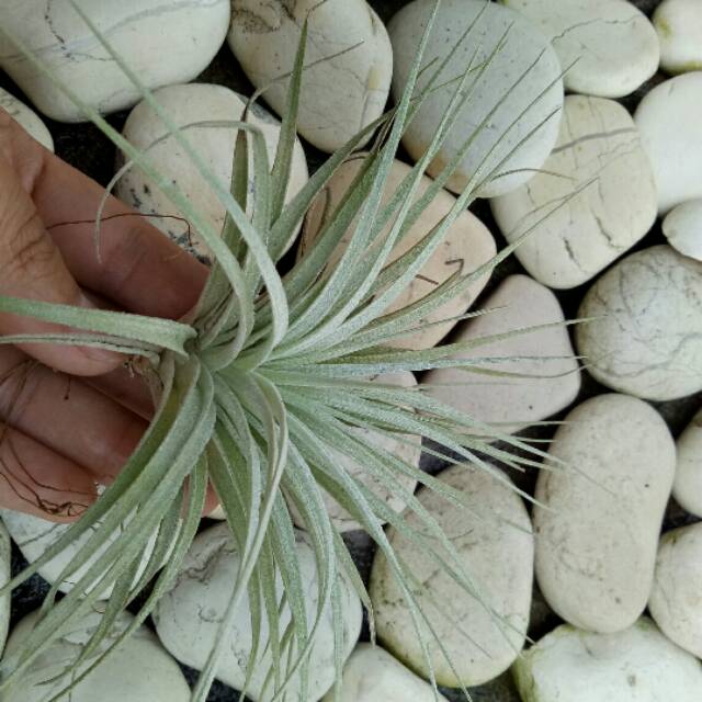 Tillandsia paket 10pcs Cotton candy