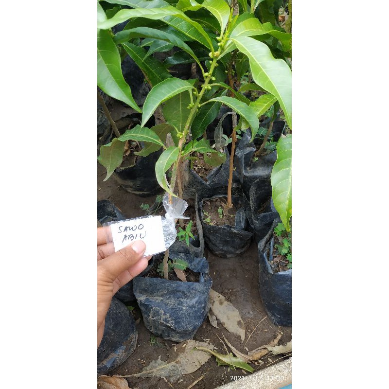 Bibit tanaman buah sawo abiu