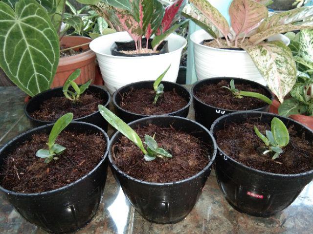 Sedling Anggrek Cattleya