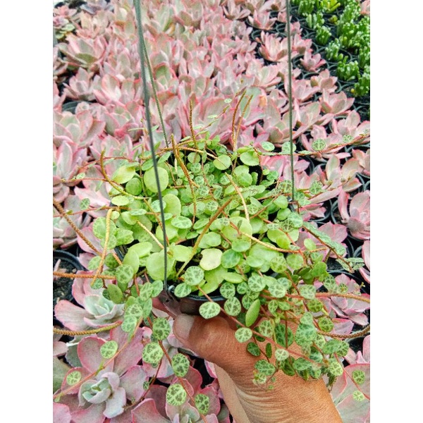 string of turtle size 10