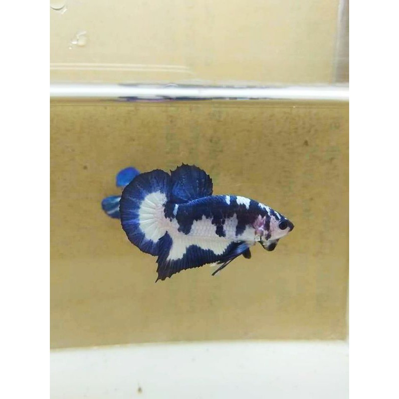 cupang blue rim panda bi colour form bagus