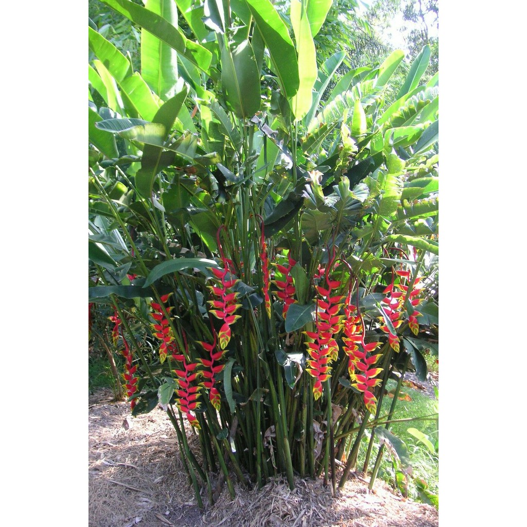 Tanaman Hias Pisang Pisangan / Heliconia Rostrata