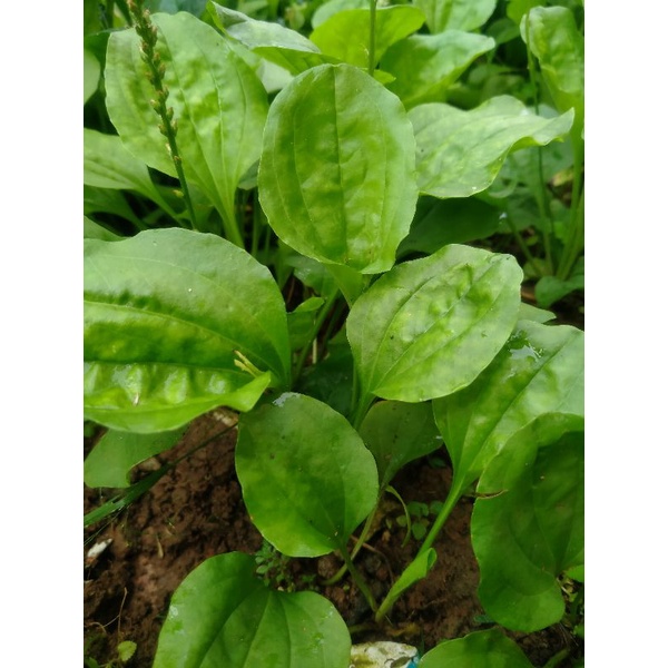 

Daun Ki Urat Daun Sendok Herbal Segar 250gram