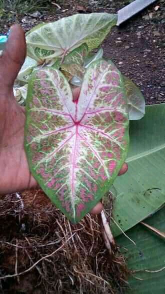 Caladium Ace Of Heart / Bibit Keladi Ace Of Heart Dikirim Anakan