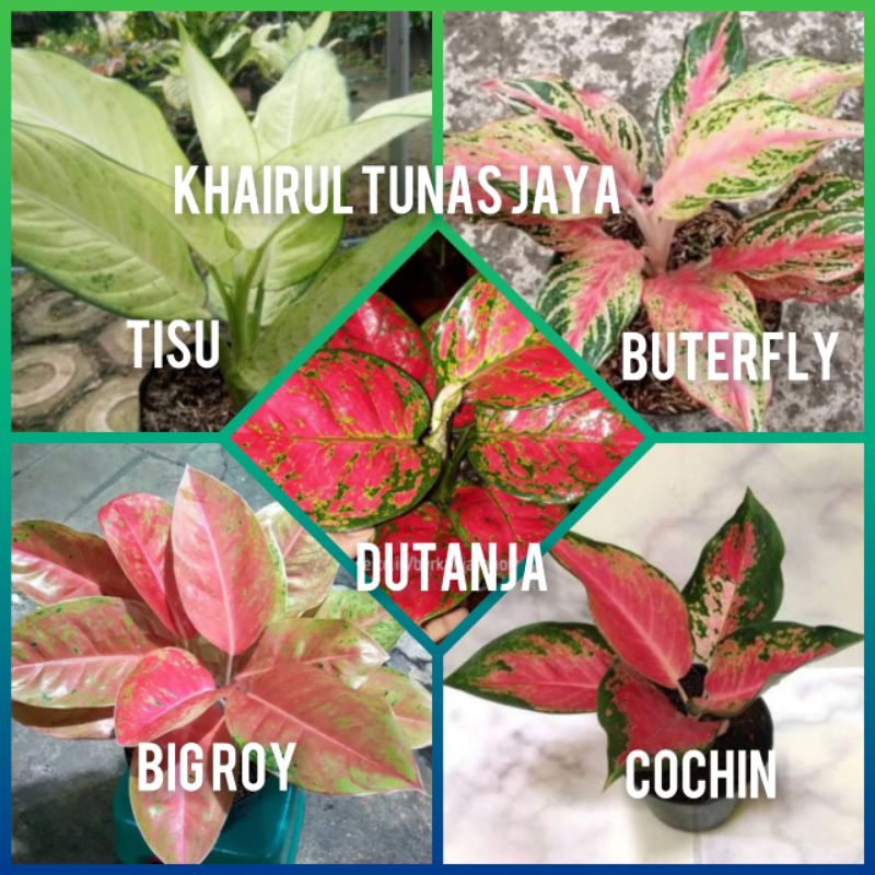 paket 5 jenis bunga aglonema sesuai jenis gambar