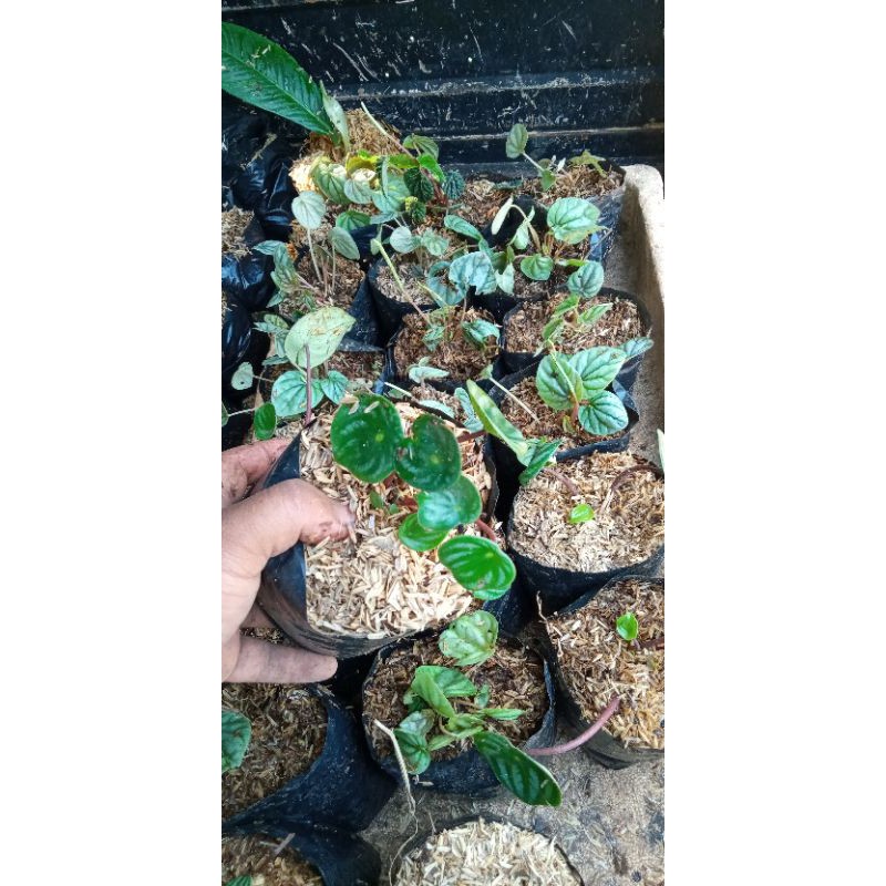 

pohon water melon