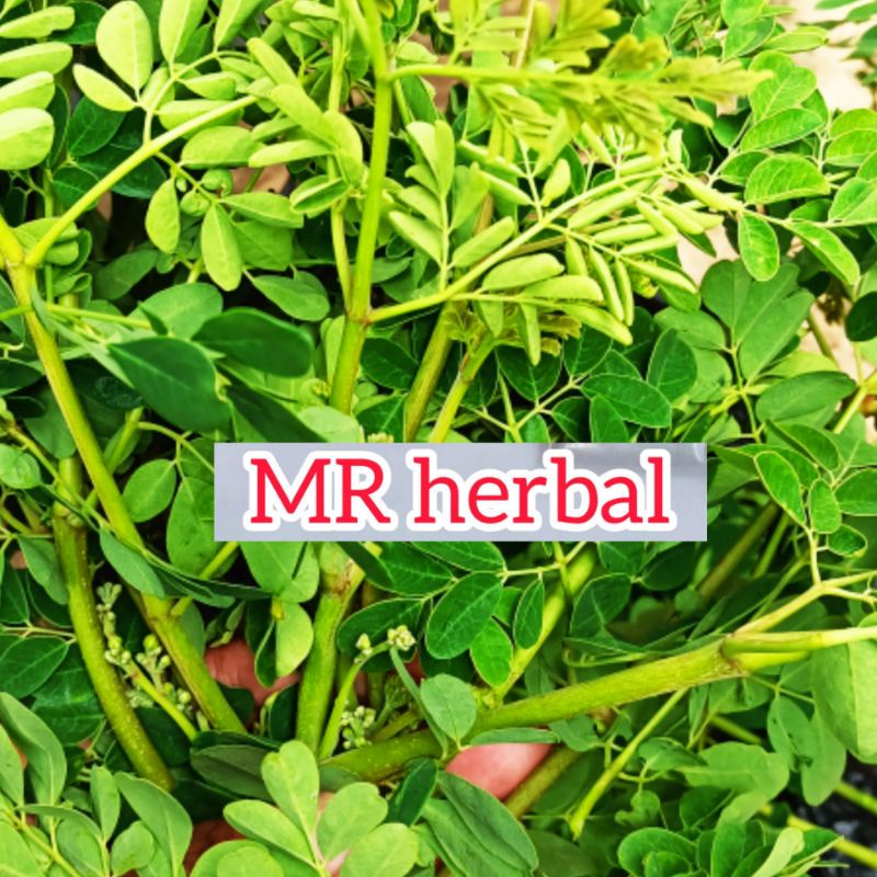 

Jual Daun kelor segar 500 gram