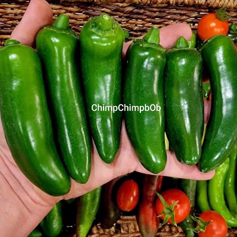 

JALAPENO SEGAR 250 GRAM EACH / FRESH JALAPENO