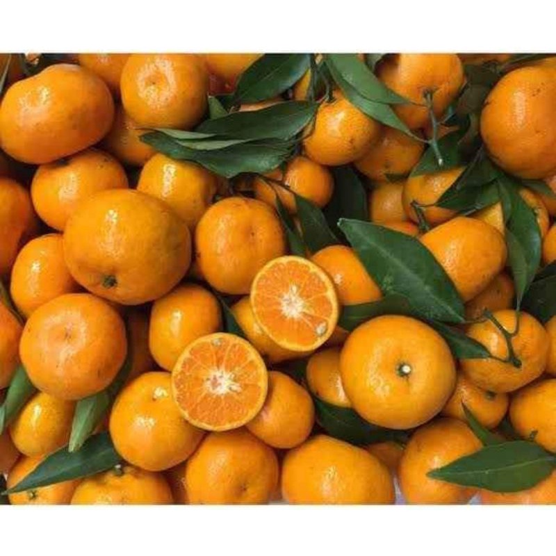 

Chat admin sebelum CO, Buah Jeruk santang, santang mandarin 700gram