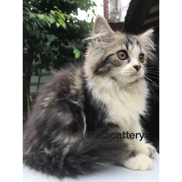 kucing mainecoon betina cantik