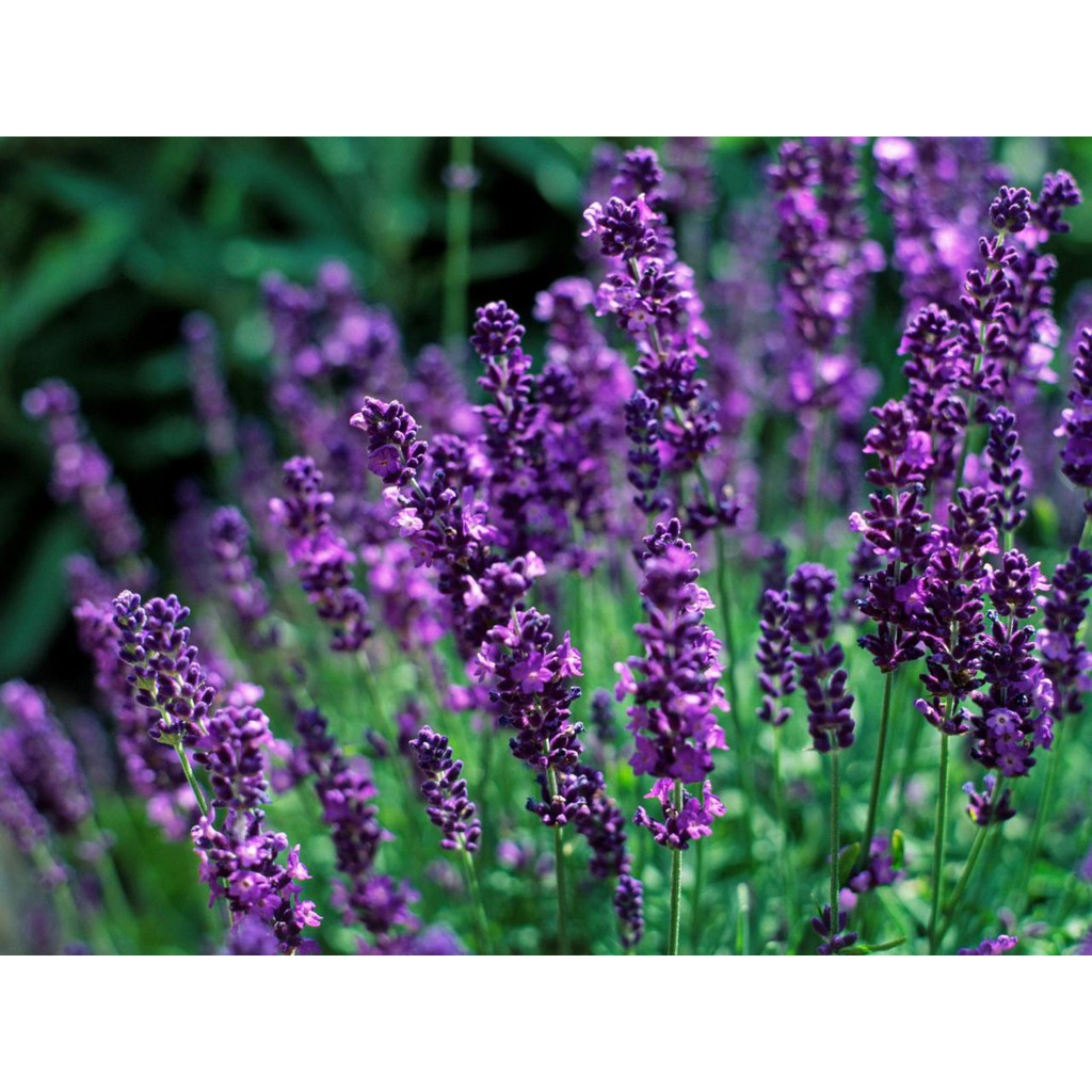 Benih-Bibit Bunga Lavender English (Haira Seed)