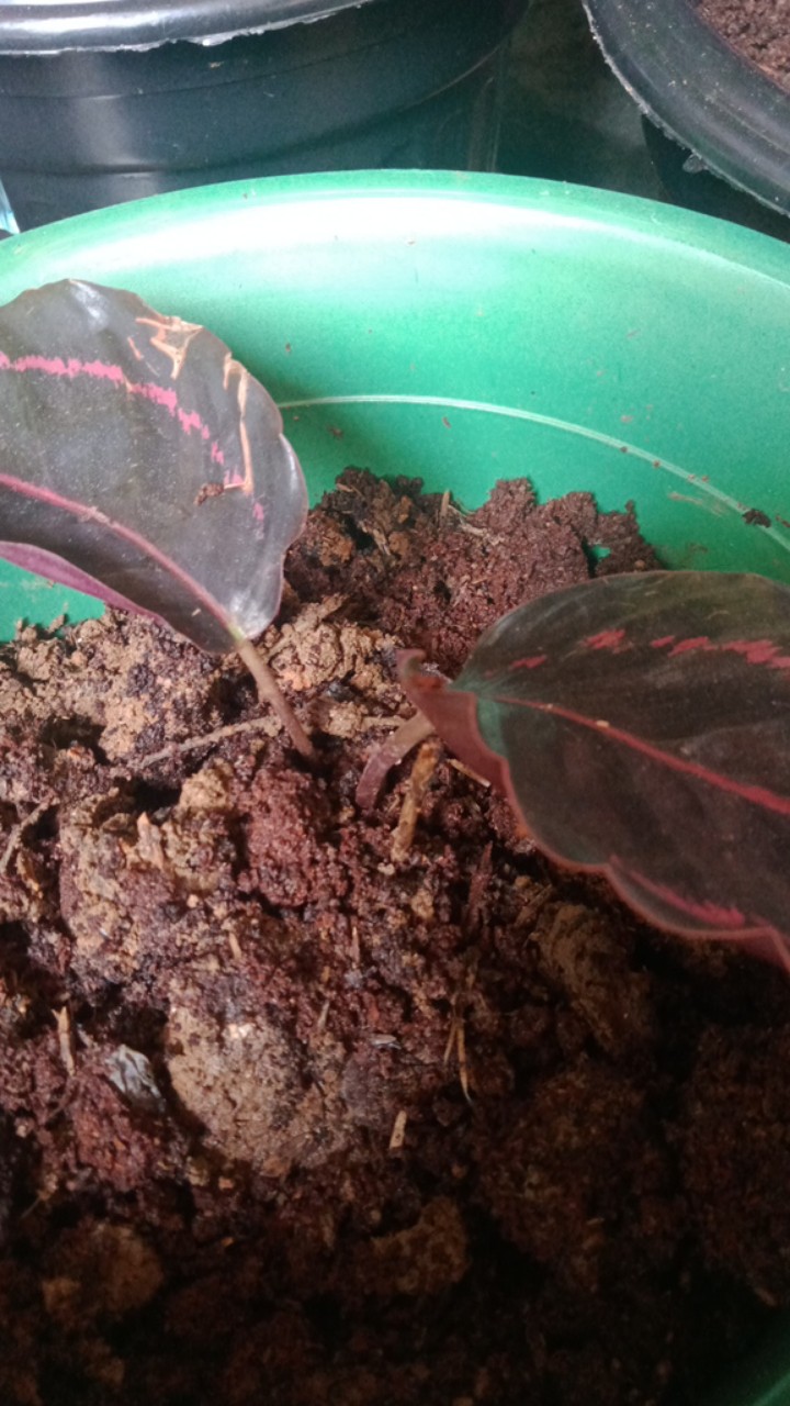 Paket Murah 5 Jenis Calathea Tanaman Hias Terlaris