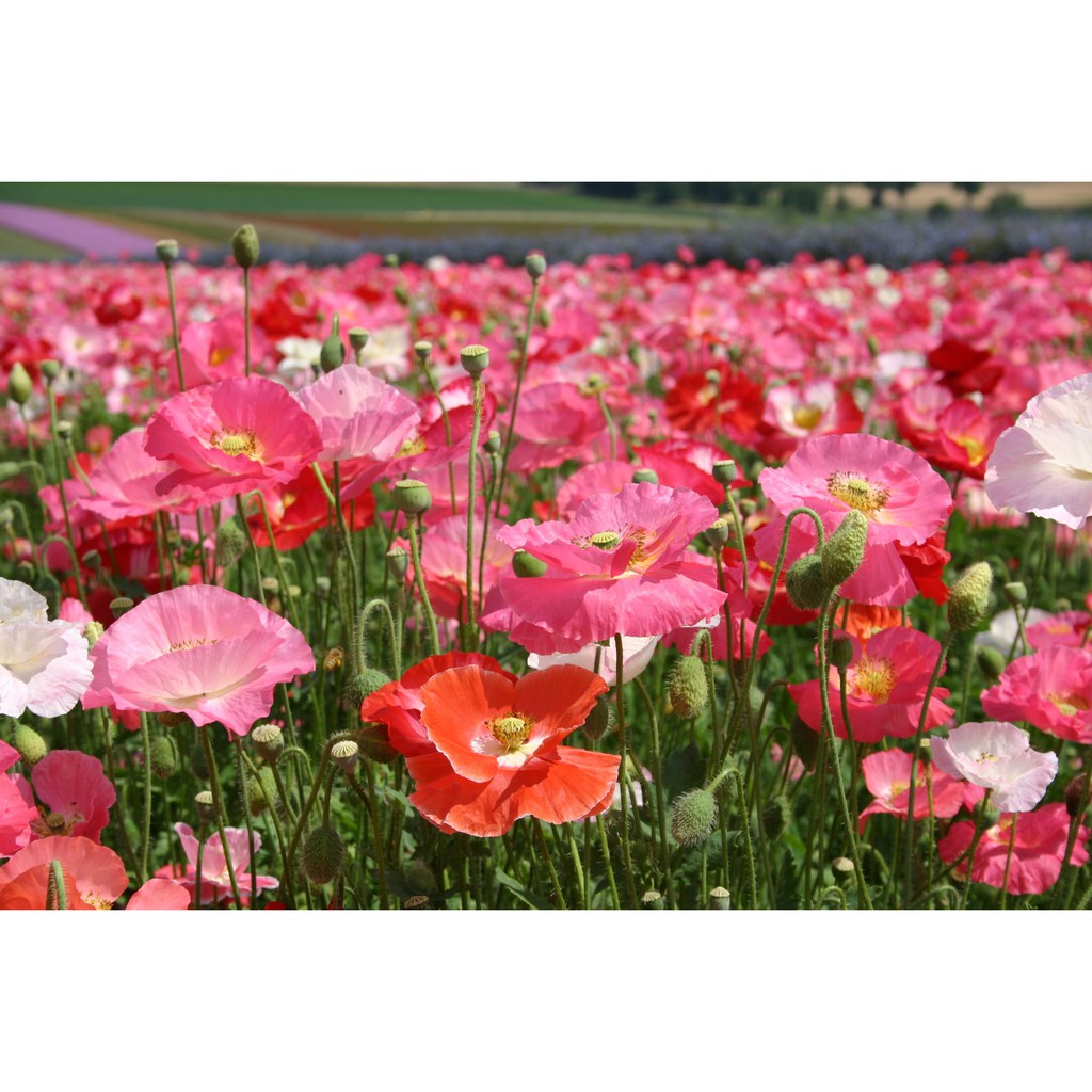 Benih Bibit Biji - Bunga Poppy Shirley Single Mix Flower Seeds - IMPORT