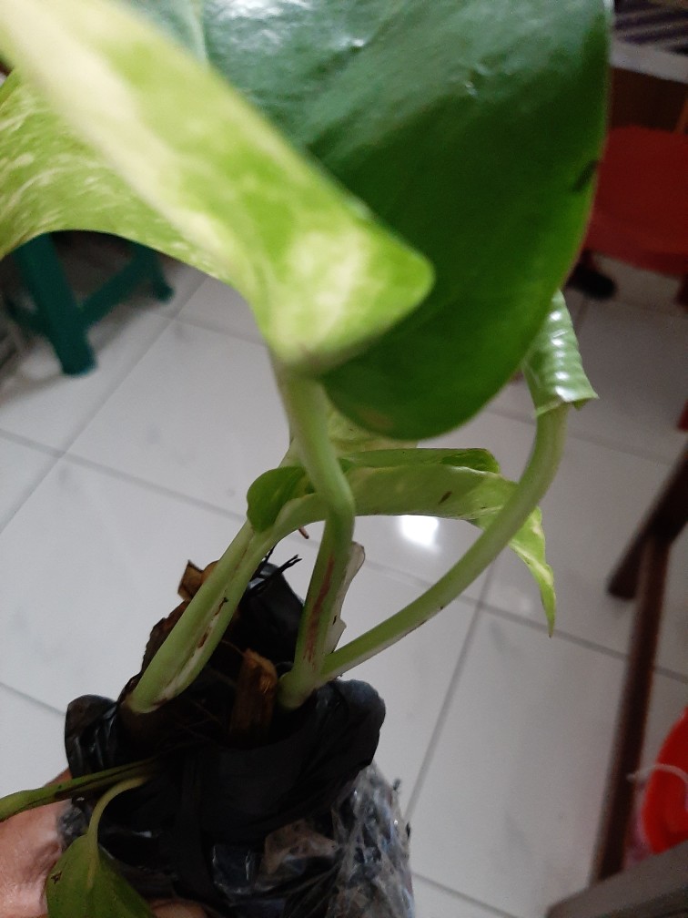 Sale ❗❗ Bibit Sirih Gading Jumbo