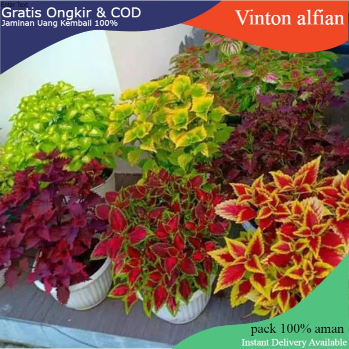 PAKET 5 POHON TANAMAN HIAS MIANA - TANAMAN HIAS HIDUP - BUNGA HIDUP - BUNGA HIAS