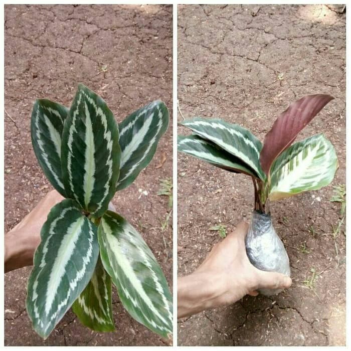 jual Tanaman Hias Calathea Silverback - Pohon Calatea