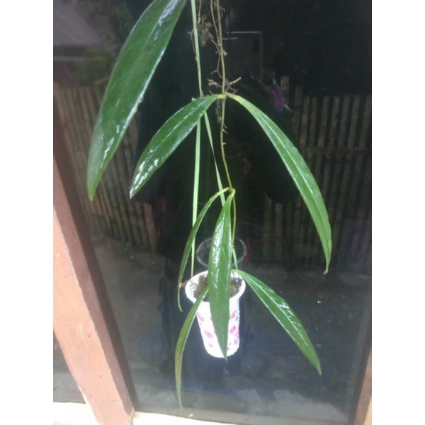 Hoya sulawesiana harga perpot