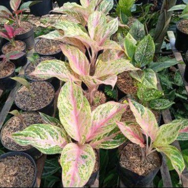 tanaman hias aglonema bidadari