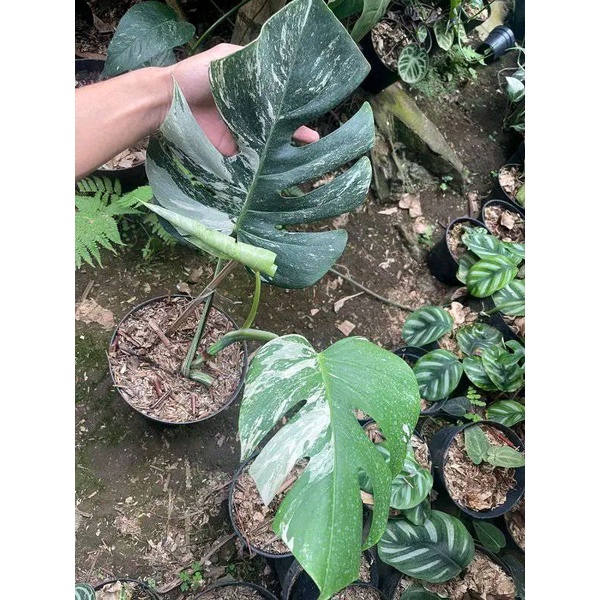 monstera varigata1daun